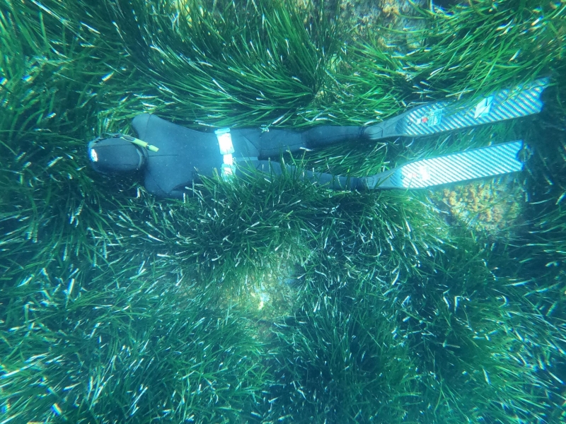 Chasse Sous-marine Sous L'eau